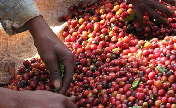 uganda-earns-ugx218bn-from-january-coffee-exports-as-global-consumption-increases