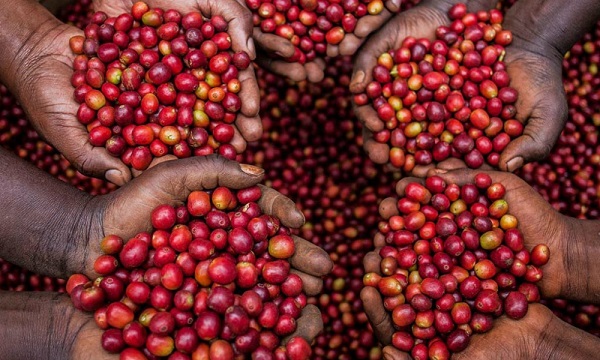 uganda-coffe-plantation