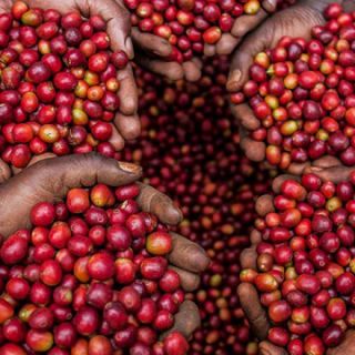 小袋咖啡豆颗粒包装机乌干达咖啡全世界市场有多大？