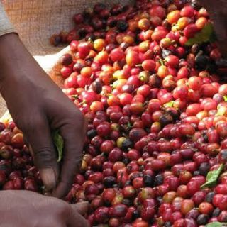 全自动咖啡内外袋包装机-乌干达咖啡产业崛起谁是幕后推手？